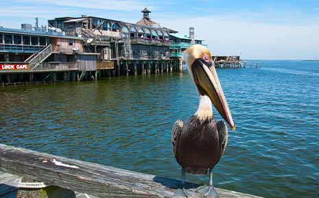 cedar key pelican